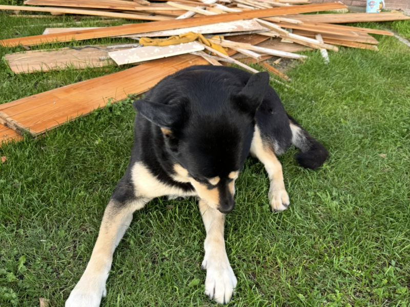 Zaginął piesek Hugo