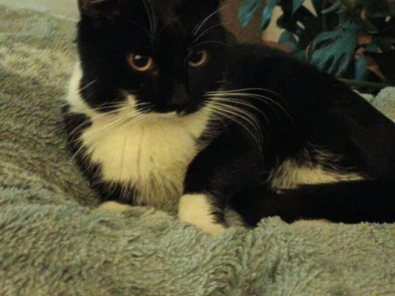 Zaginął czarno-biały kotek Czaruś