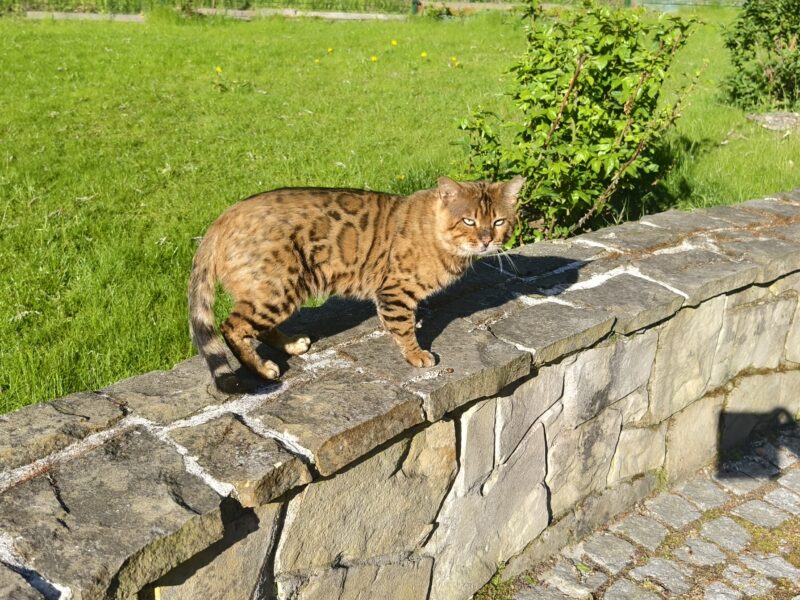 Zaginął Kot Bengalski