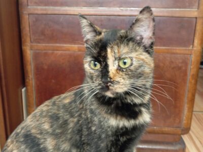 Zaginęła kotka Muffinka