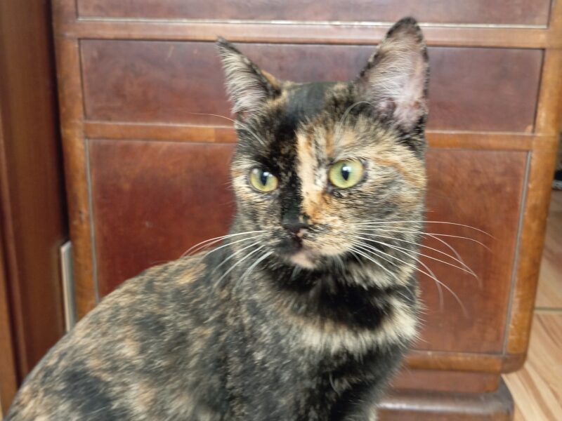 Zaginęła kotka Muffinka