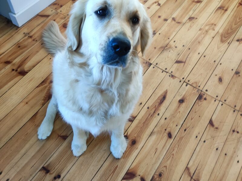 Zaginęła suczka Golden Retriever