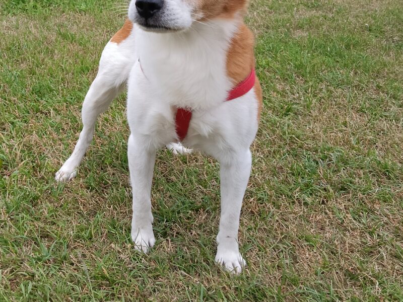 Zaginął nasz Pies Biko !!!