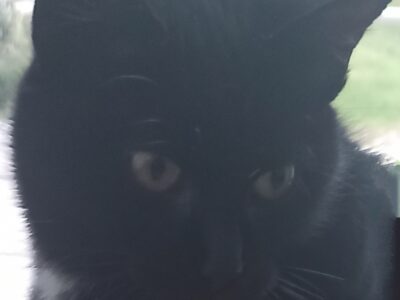 Zaginęła Kotka ! Nagroda !