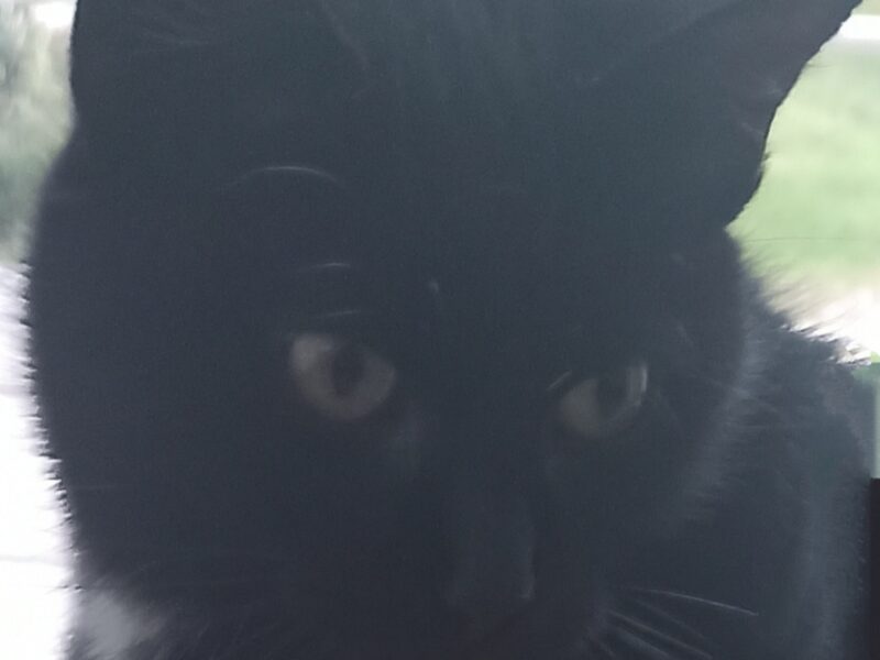 Zaginęła Kotka ! Nagroda !