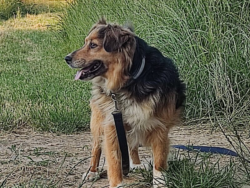 Zaginął piesek 08.07 w Jerzmanowicach