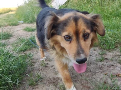 Zaginął piesek 08.07 w Jerzmanowicach