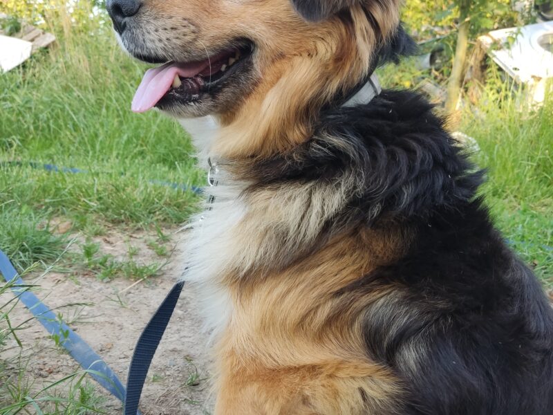 Zaginął piesek 08.07 w Jerzmanowicach