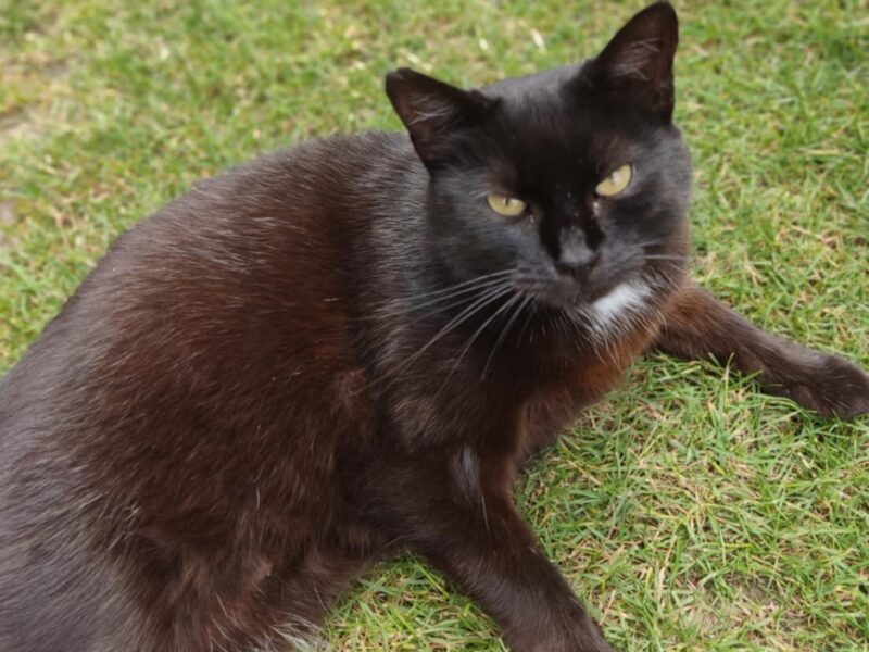 Zaginęła Kotka ! Nagroda !