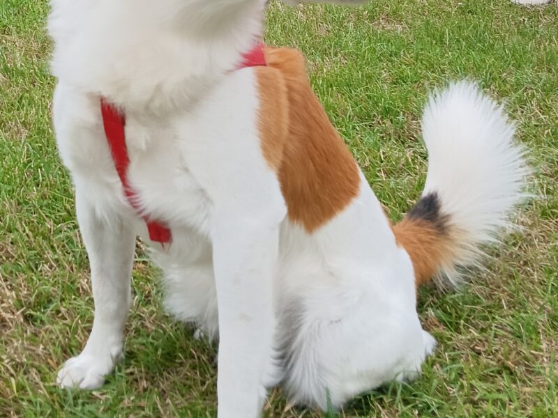 Zaginął nasz Pies Biko !!!