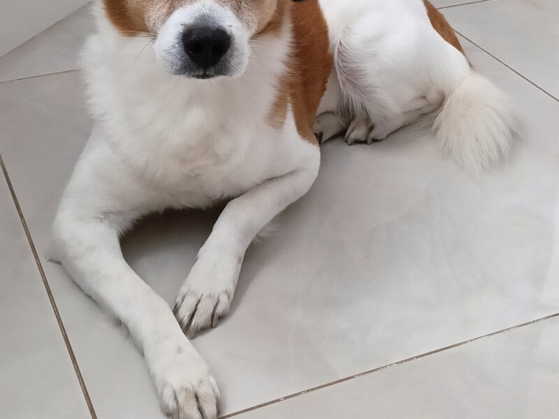 Zaginął nasz Pies Biko !!!