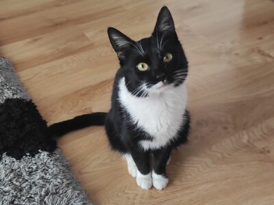 Zaginął czarno-biały kotek Czaruś