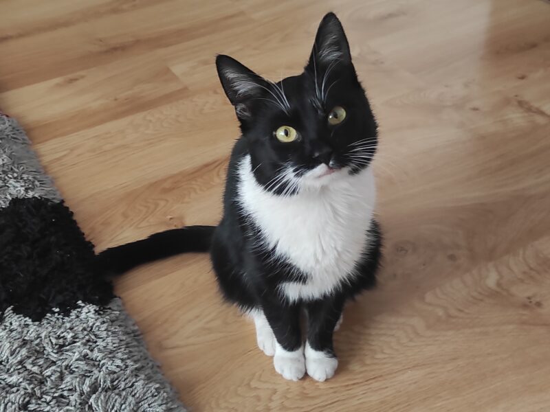 Zaginął czarno-biały kotek Czaruś