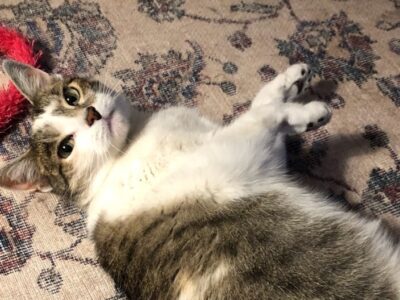 Zaginęła kotka - Kraków