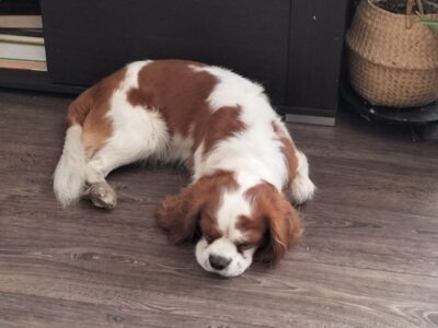 Zaginął piesek Nemo Cavalier