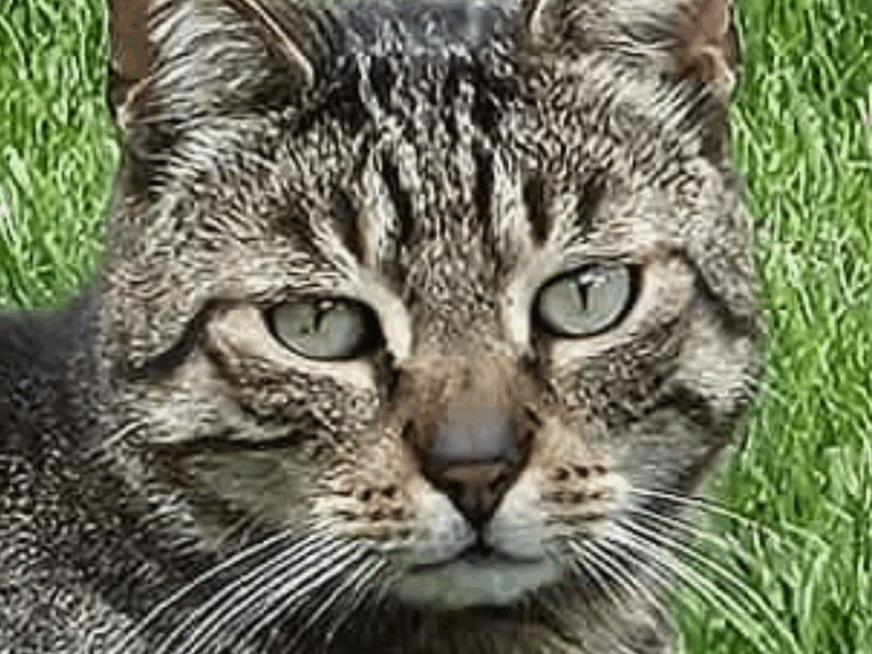 Zaginął kot Miziak