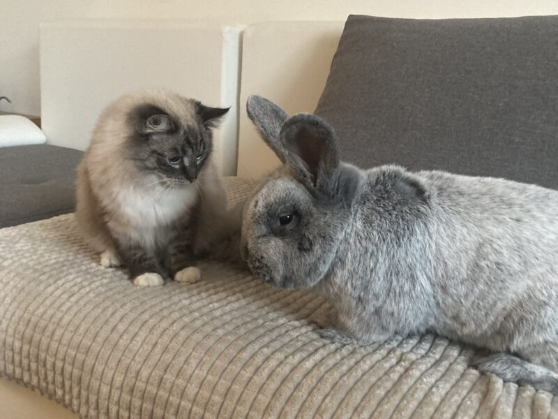 ODNALEZIONY <3 Środa Śląska dolnośląskie