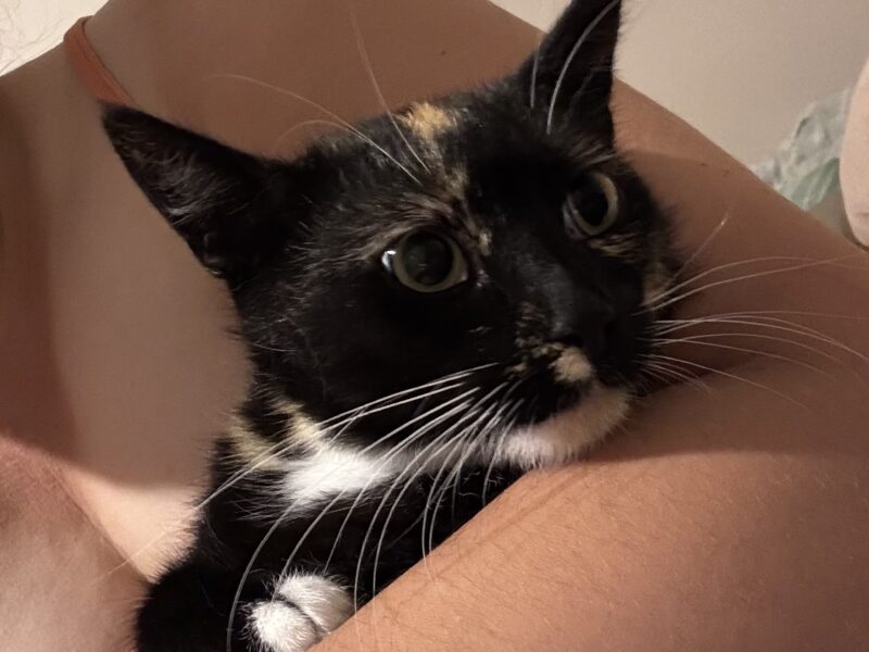 Zaginęła młoda kotka Nutella