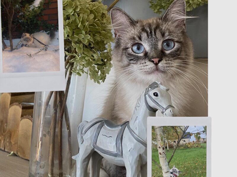 ODNALEZIONY <3 Środa Śląska dolnośląskie