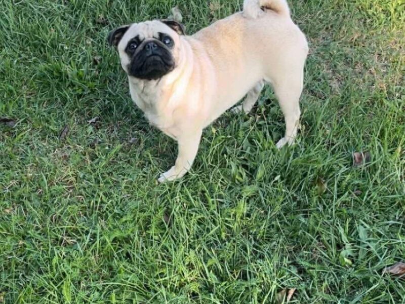 Zaginęła suczka MOPS