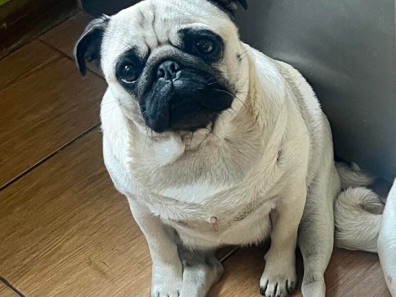 Zaginęła suczka MOPS