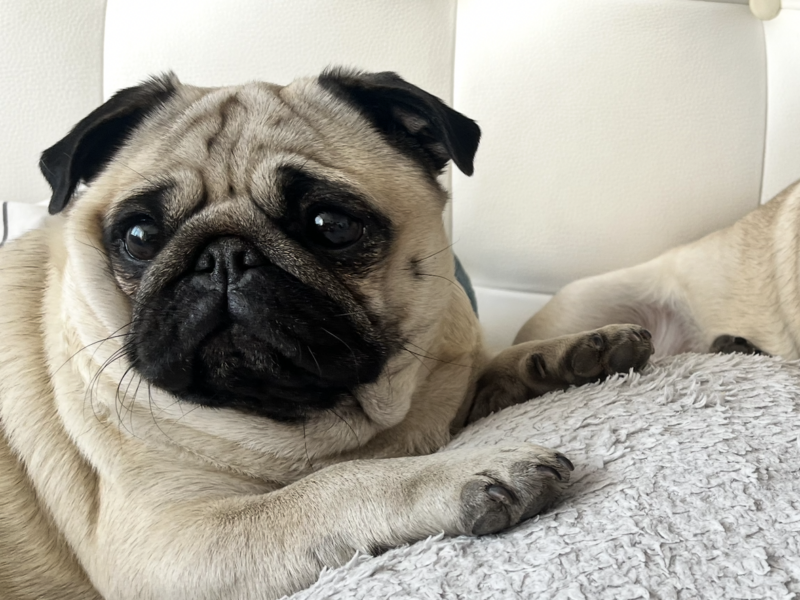 Zaginęła suczka MOPS