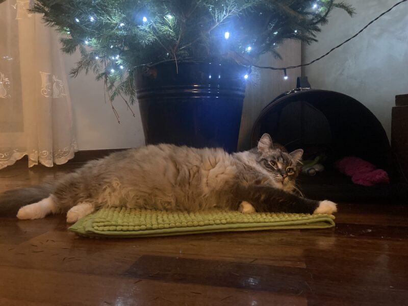 ODNALEZIONY <3 Środa Śląska dolnośląskie