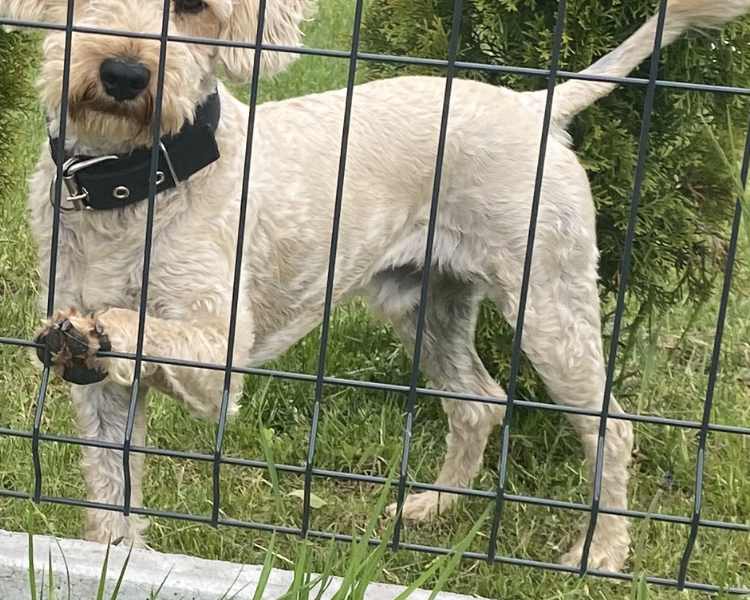 Zaginął piesek Bruno