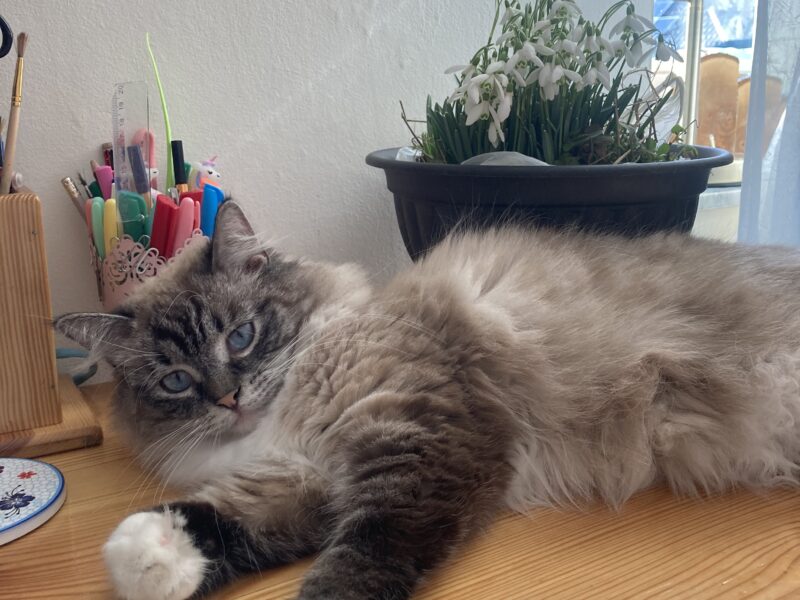 ODNALEZIONY <3 Środa Śląska dolnośląskie