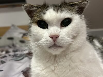 Zaginęła Kotka Mini