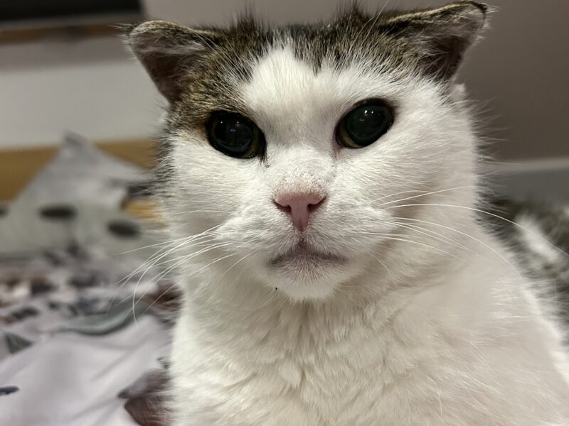 Zaginęła Kotka Mini