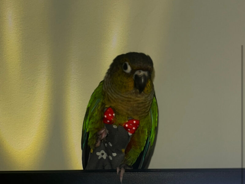 Zaginęła Papuga Rudosterka