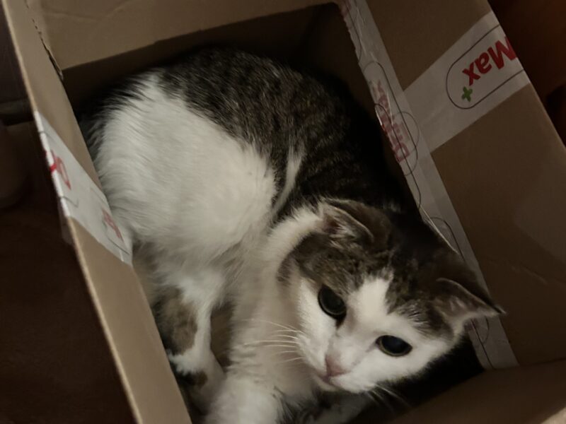 Zaginęła Kotka Mini