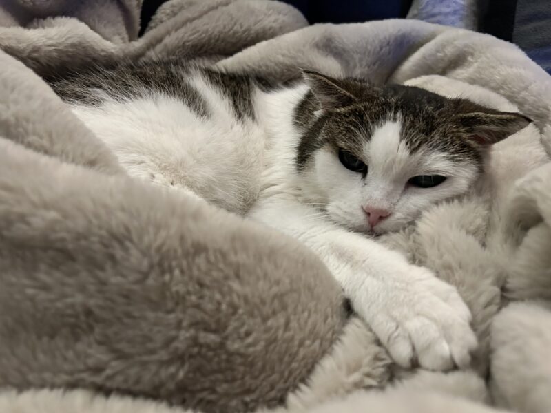 Zaginęła Kotka Mini