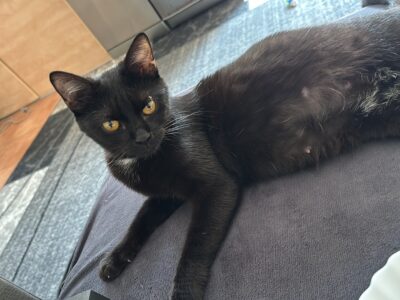 Zaginęła kotka Ari