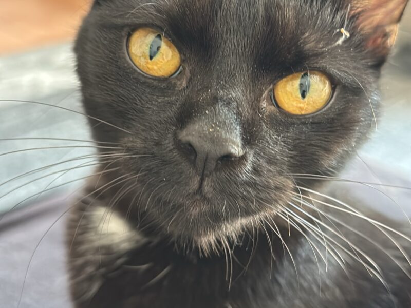 Zaginęła kotka Ari