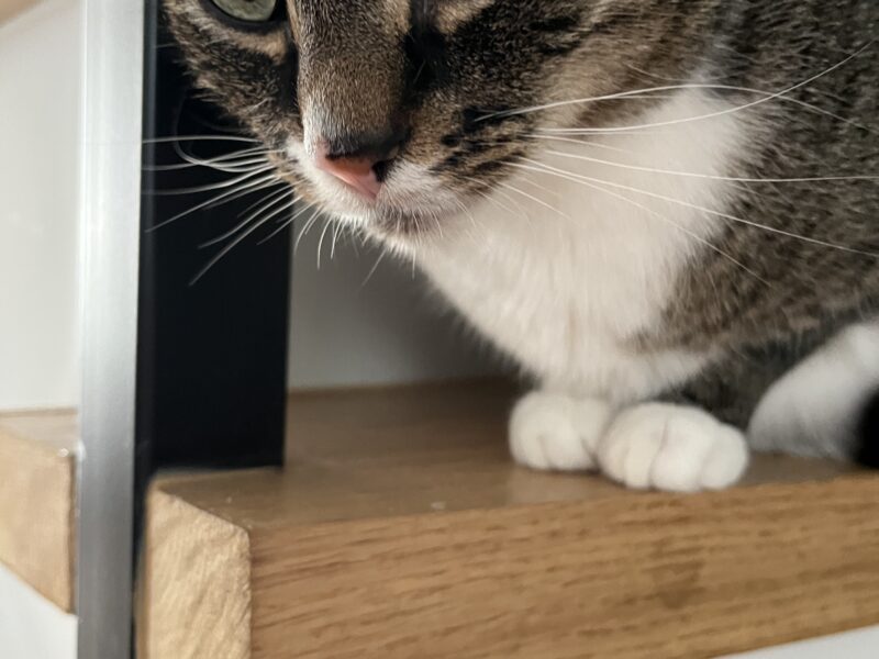 Zaginął Kotek Kokos