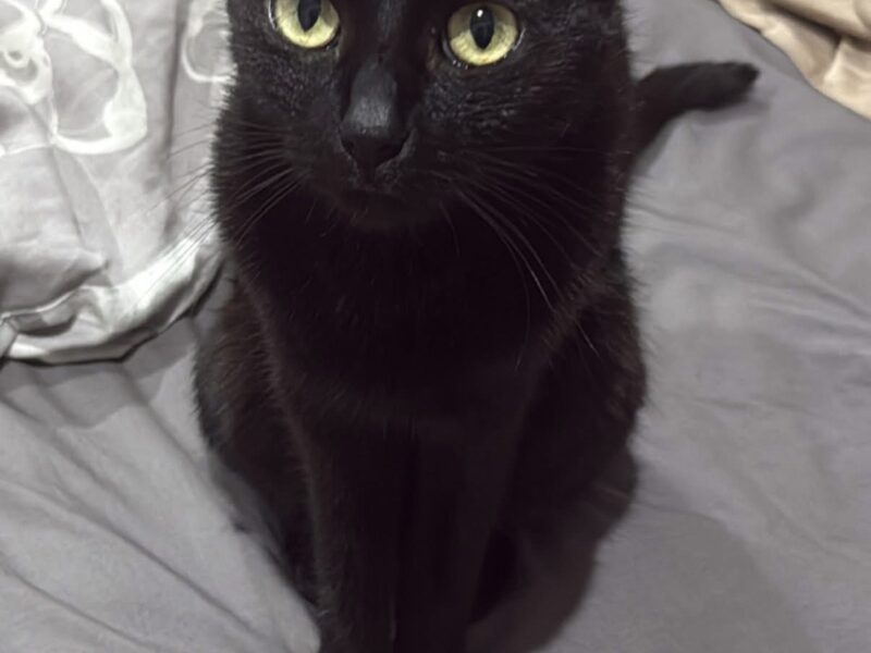 Zaginęła czarna kotka Sosnowiec Pogoń