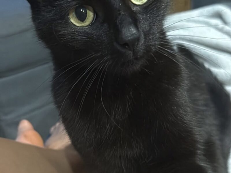 Zaginęła czarna kotka Sosnowiec Pogoń