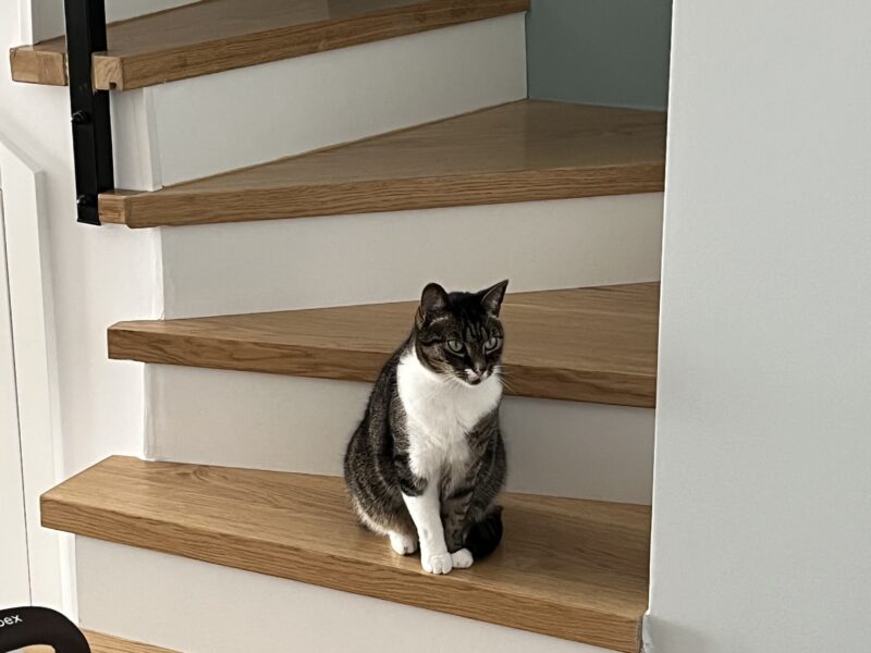 Zaginął Kotek Kokos