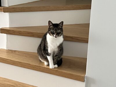 Zaginął Kotek Kokos