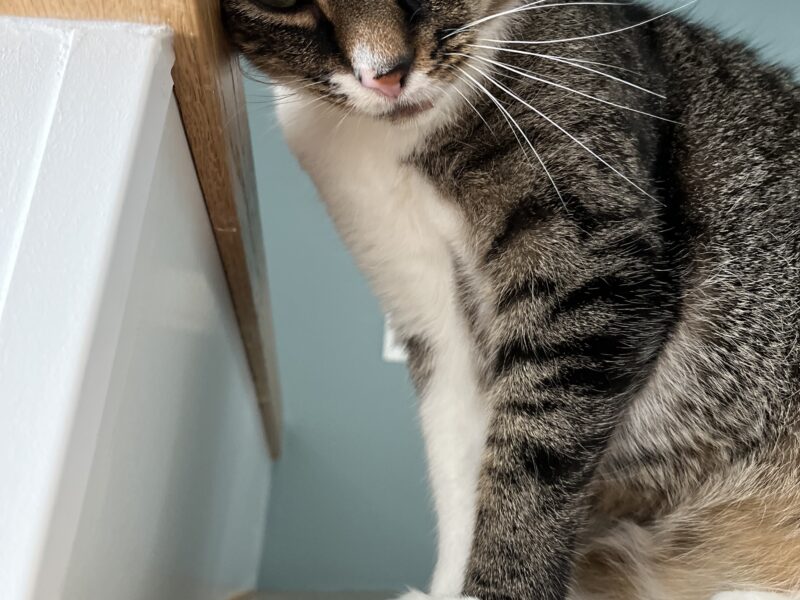 Zaginął Kotek Kokos