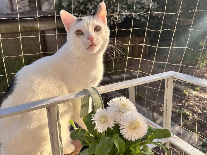 Zaginął kot Filipek