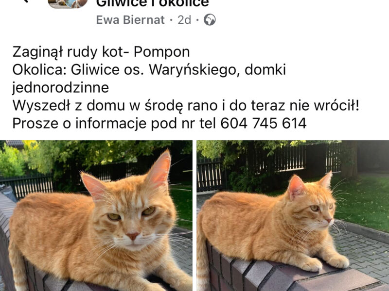 Zaginął Rudy Kot Pompon