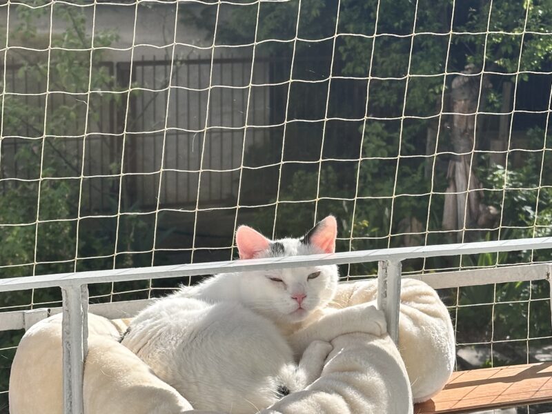 Zaginął kot Filipek