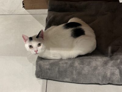 Zaginął kot Filipek