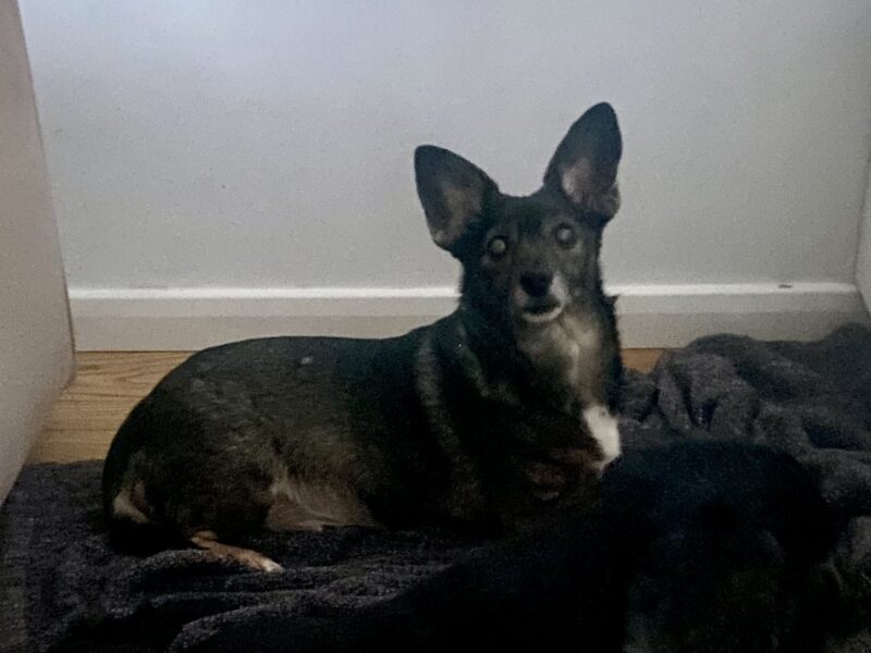 Zaginęła maleńka, starsza suczka