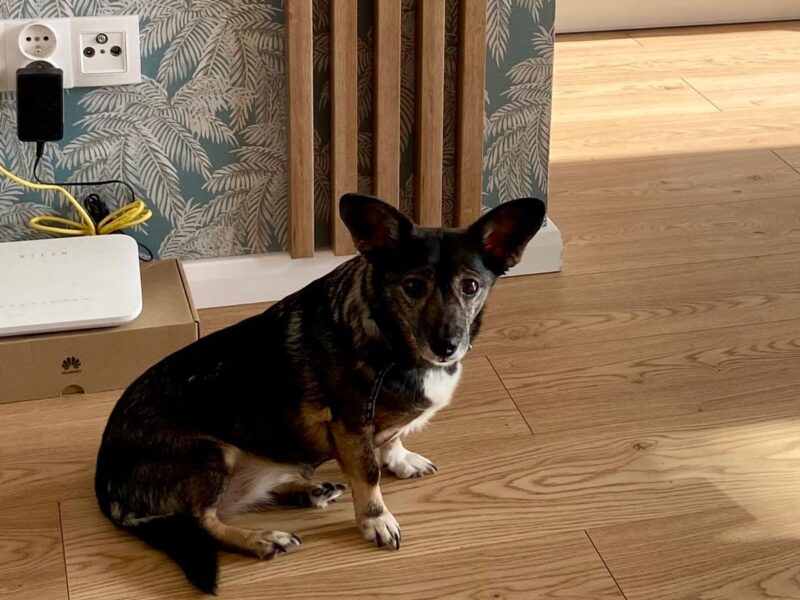 Zaginęła maleńka, starsza suczka