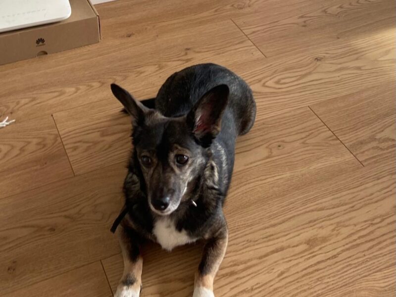 Zaginęła maleńka, starsza suczka