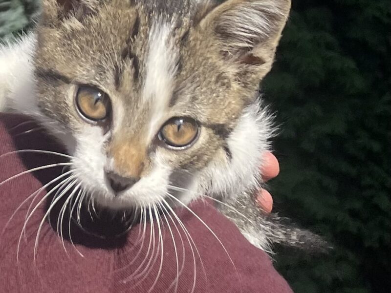 Zaginął kot Skiper w Dobczycach